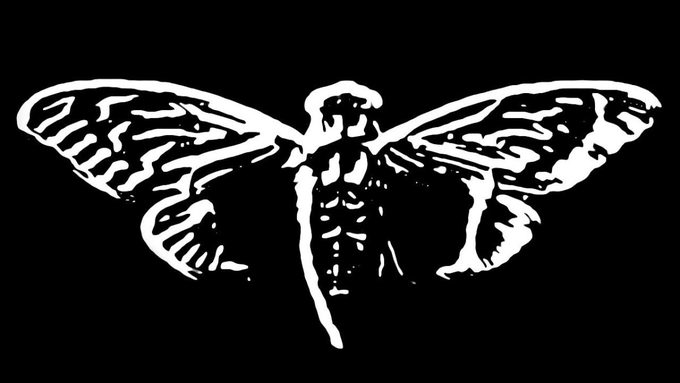 cicada